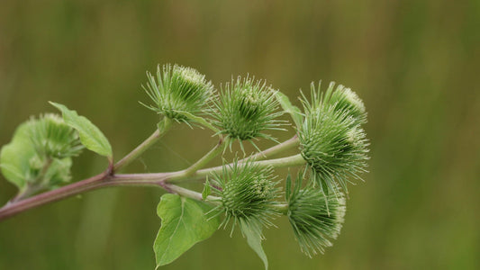 Burdock Oil Benefits for Hair: A Natural Solution for Healthy Hair Growth